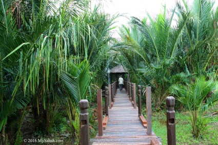 Sago palm can reach up to 10 to 13 Meters tall