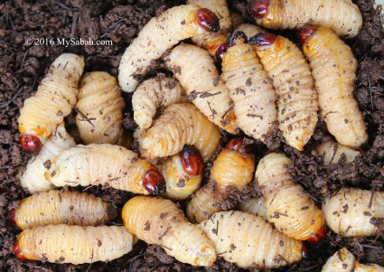 Sago grubs for sale in native market (Tamu)