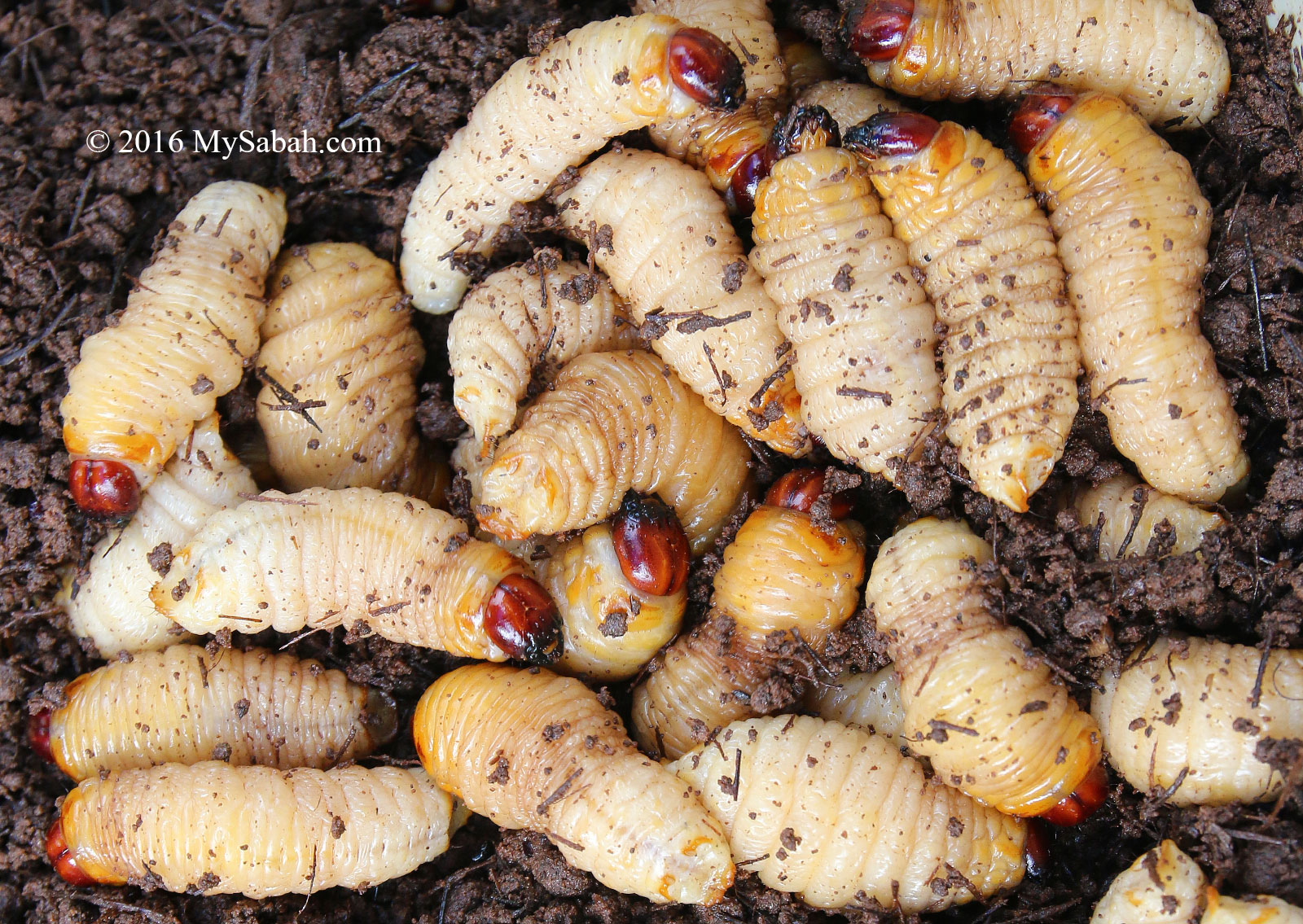 Sago Grub (Butod), the Most Bizarre Food of Borneo 