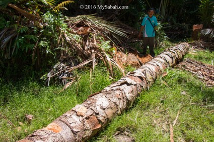 Fallen sago palm