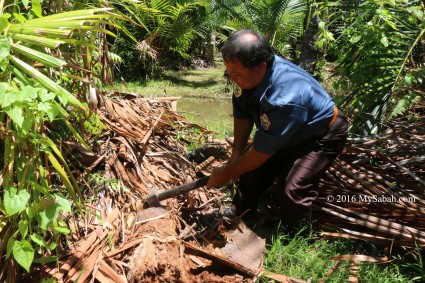 Searching for sago grubs (Butod)