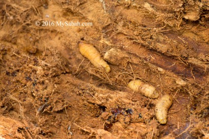 Sago grubs feed on decaying pith tissues of the sago palm