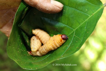 Edible Sago Grub is the larvae of Snout Beetle