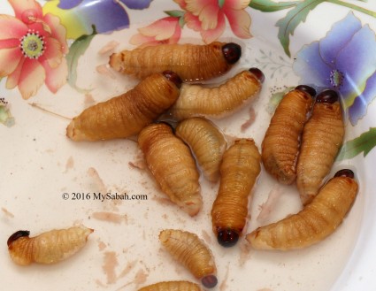 Washing the sago grubs before cooking them