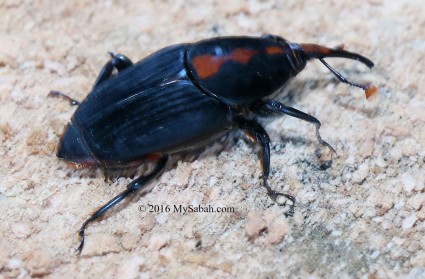 Snout Beetle / Weevil, adult of Sago Grub (Rhynchophorus ferrugineus oliver)