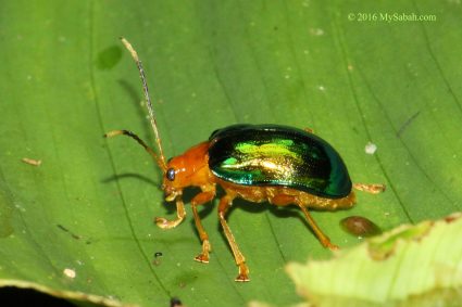 shiny beetle