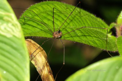 Daddy longlegs (Harvestmen)