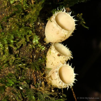 Cup Fungi