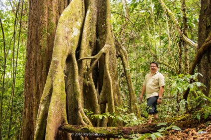 Interesting tree in Minduk Sirung Trail