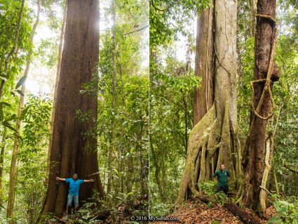 Some big trees next to the Minduk Sirung Trail