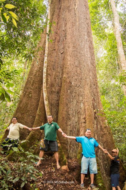 Huge tree at KM 1.5 of Minduk Sirung Trail