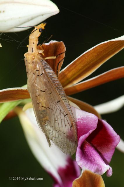 lacewing on orchid