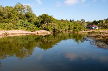 Mangrove river near the resort