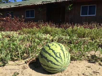 Watermelon near the chalet
