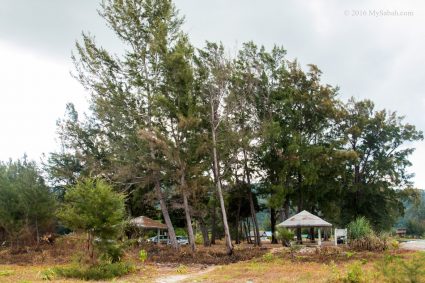 Casuarina trees and shelters at Kelambu Beach