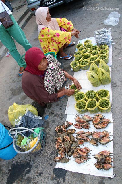 Lambis lambis (Spider Conch) and seaweed for sale