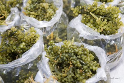 Edible Seaweed (Sea Grapes)