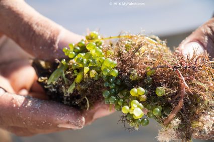 Edible seaweed