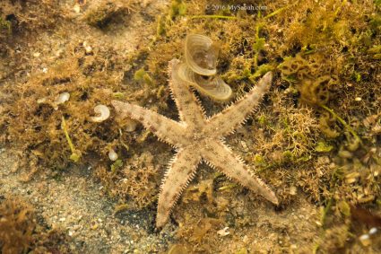 Starfish in tide pool