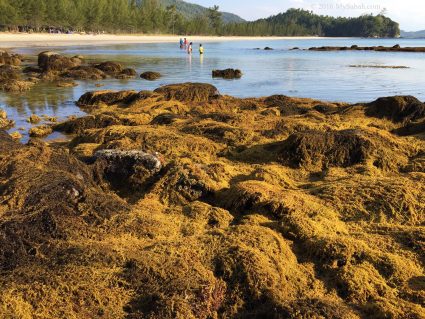 Rocky beach covered by yellow seaweed