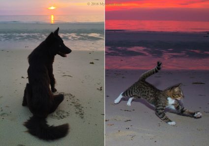 Dog and cat enjoying sunset