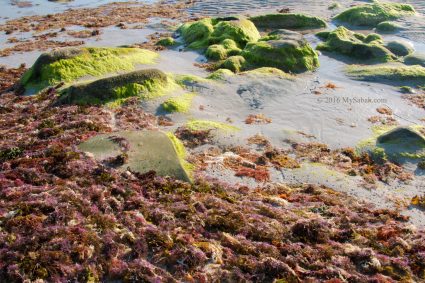 Mossy rocks and seaweed on the beach