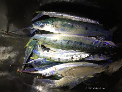 Fish caught by villager at night