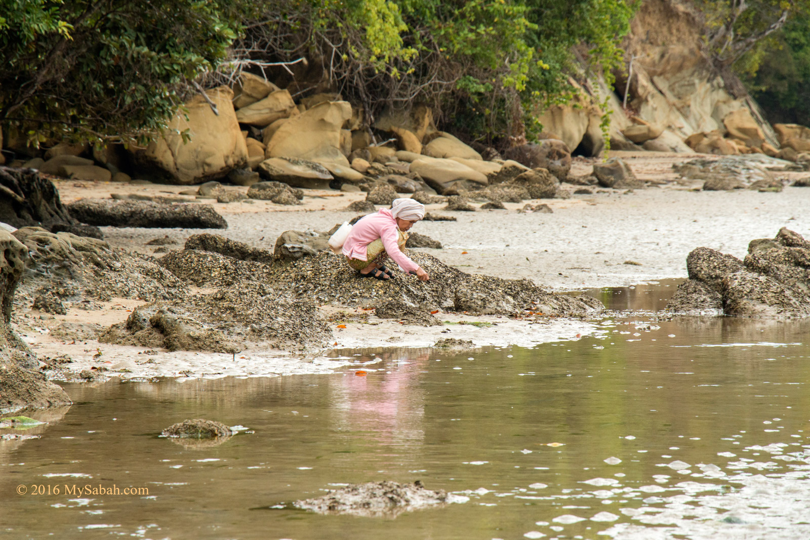 Mussels are abundant on the rocks at the beach