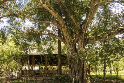 This fig tree is the icon of Kiulu Farmstay