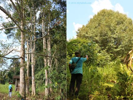 Plantation in village and forest