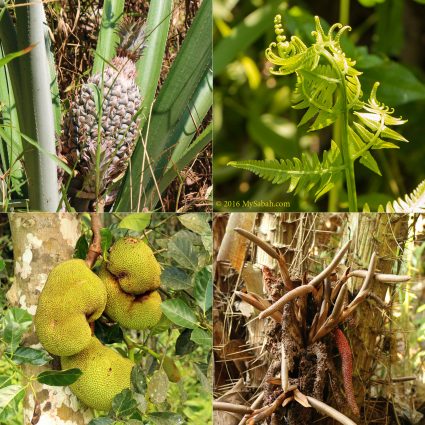 Variety of edible plant and fruits