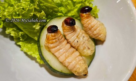 Butod Goreng (Fried Sago Grubs)