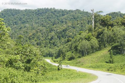 Lush forest along the road