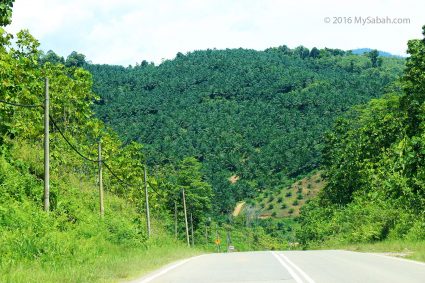 Ugly oil palm near the road