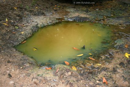 Oil seepages of Kampung Minyak in Kudat