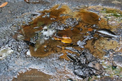 layer of oil on water