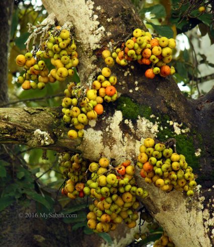 small fig fruits on tree