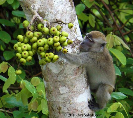 monkey picking fig fruit