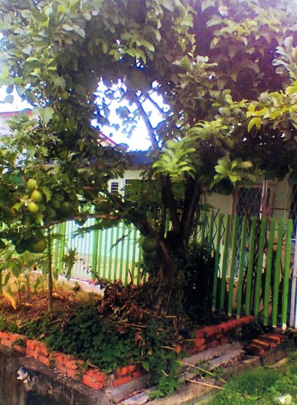 Fig tree with big fruits