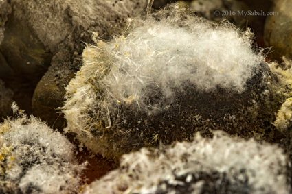 White crystalline hair or fuzz growing on the rocks