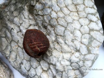 Clam and coral fossils from Sabah