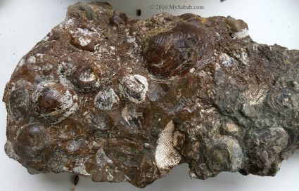 fossil shells