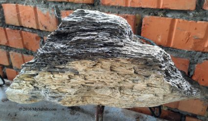 Petrified wood