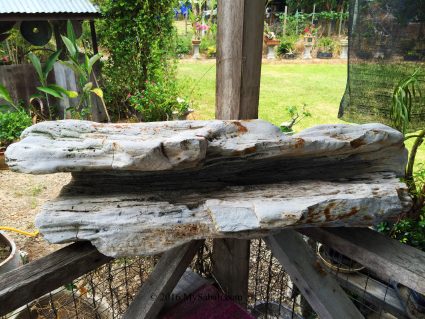 beautiful petrified wood which costs Rohaimin RM800