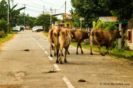 Cows and dung on the road of Baginda Village