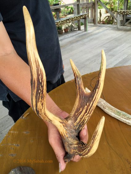 Unusual horn of deer