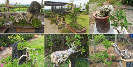 Bonsai tree cultivation at Rohaimin place