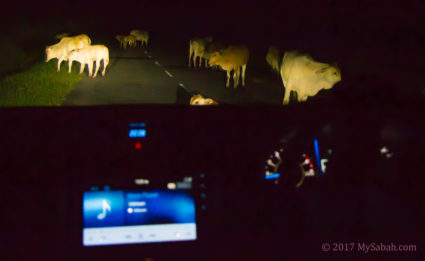 Herd of cows blocking the road