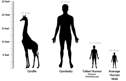 Comparing the height of Gambaliu with others