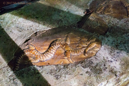 dragon on ceramic jar